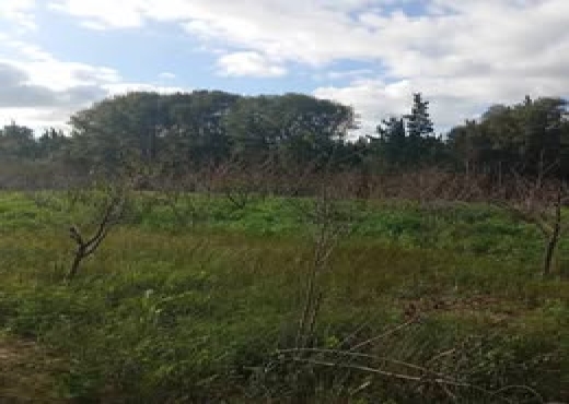 🌿 Terrain 1021 m² à Rafraf, Vue Mer - Bien immobilier à {"id":4,"country_id":219,"name":"BIZERTE","slug":"bizerte"} - Image 4 - Agence Immobilière Maison Plus Elite