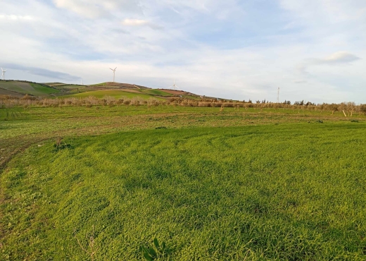 🌿 Terrain à vendre à Ras El Jebel – Bizerte 🌿 - Bien immobilier à {"id":4,"country_id":219,"name":"BIZERTE","slug":"bizerte"} - Image 3 - Agence Immobilière Maison Plus Elite