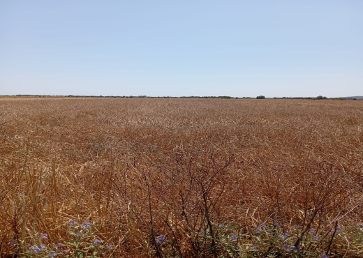 Terrain de 3600 m² à Ariana - Bien immobilier à {"id":1,"country_id":219,"name":"ARIANA","slug":"ariana"} - Image 4 - Agence Immobilière Maison Plus Elite