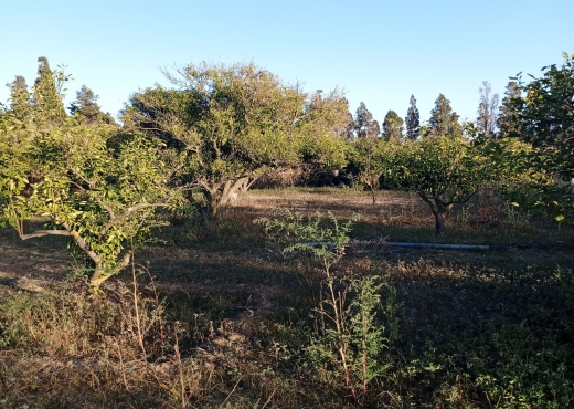 Terrain agricole de 1005 m² à Ras Jebel - Bien immobilier à {"id":4,"country_id":219,"name":"BIZERTE","slug":"bizerte"} - Agence Immobilière immo\'in