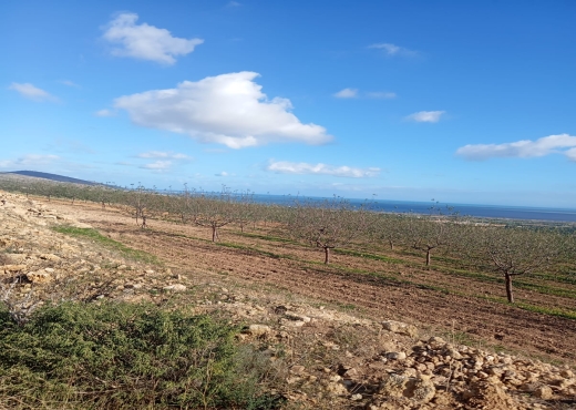 🔥 À vendre : Terrain à Béjou – Ghar El Melh - Bien immobilier à {"id":4,"country_id":219,"name":"BIZERTE","slug":"bizerte"} - Agence Immobilière immo\'in