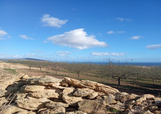 🔥 À vendre : Terrain à Béjou – Ghar El Melh - Bien immobilier à {"id":4,"country_id":219,"name":"BIZERTE","slug":"bizerte"} - Image 2 - Agence Immobilière Maison Plus Elite