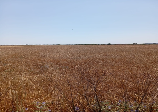 Terrain de 3600 m² à Ariana - Bien immobilier à {"id":1,"country_id":219,"name":"ARIANA","slug":"ariana"} - Image 2 - Agence Immobilière Maison Plus Elite