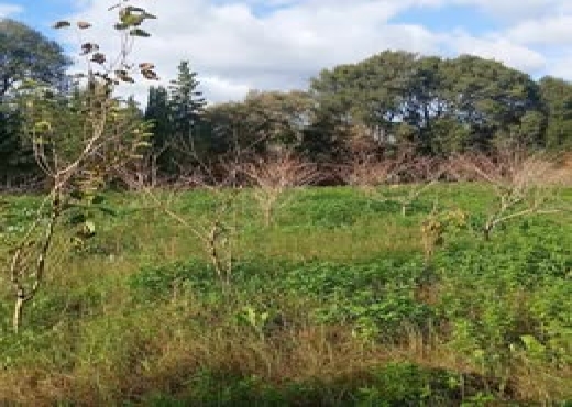 🌿 Terrain 1021 m² à Rafraf – Bizerte - Bien immobilier à {"id":4,"country_id":219,"name":"BIZERTE","slug":"bizerte"} - Agence Immobilière immo\'in