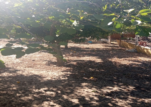 Terrain à vendre à Ras Jebel – Plage Suisseri 🌿🍃 - Bien immobilier à {"id":4,"country_id":219,"name":"BIZERTE","slug":"bizerte"} - Image 3 - Agence Immobilière Maison Plus Elite