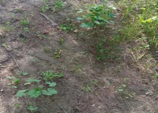 🌿 Terrain 1021 m² à Rafraf, Vue Mer - Bien immobilier à {"id":4,"country_id":219,"name":"BIZERTE","slug":"bizerte"} - Image 2 - Agence Immobilière Maison Plus Elite