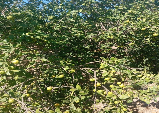 Terrain à vendre à Ras Jebel – Plage Suisseri 🌿🍃 - Bien immobilier à {"id":4,"country_id":219,"name":"BIZERTE","slug":"bizerte"} - Image 2 - Agence Immobilière Maison Plus Elite