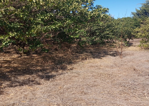 Ferme à vendre à Menzel Bourguiba, Bizerte 🏡 - Bien immobilier à {"id":4,"country_id":219,"name":"BIZERTE","slug":"bizerte"} - Agence Immobilière immo\'in