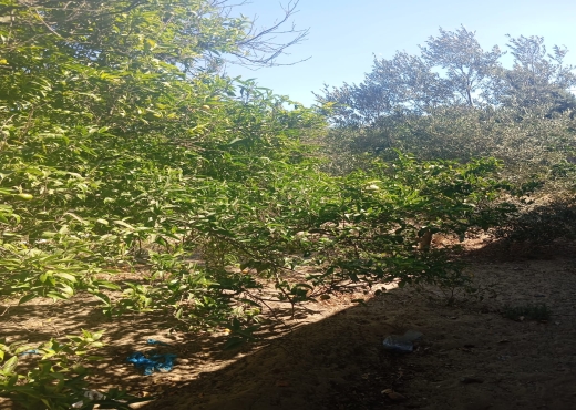 Terrain à vendre à Ras Jebel – Plage Suisseri 🌿🍃 - Bien immobilier à {"id":4,"country_id":219,"name":"BIZERTE","slug":"bizerte"} - Image 4 - Agence Immobilière Maison Plus Elite