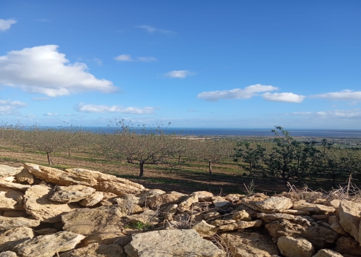 🔥 À vendre : Terrain à Béjou – Ghar El Melh - Bien immobilier à {"id":4,"country_id":219,"name":"BIZERTE","slug":"bizerte"} - Image 4 - Agence Immobilière Maison Plus Elite