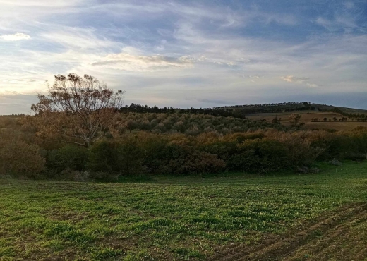 🌿 Terrain à vendre à Ras El Jebel – Bizerte 🌿 - Bien immobilier à {"id":4,"country_id":219,"name":"BIZERTE","slug":"bizerte"} - Agence Immobilière immo\'in