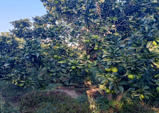 Terrain agricole de 1005 m² à Ras Jebel - Bien immobilier à {"id":4,"country_id":219,"name":"BIZERTE","slug":"bizerte"} - Image 4 - Agence Immobilière Maison Plus Elite