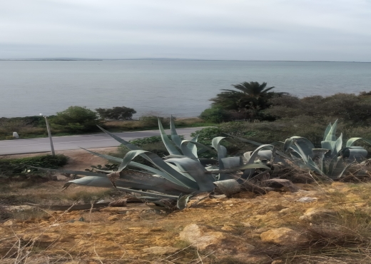 Terrain de 175 m² à Ghar El Melh ! E - Bien immobilier à {"id":4,"country_id":219,"name":"BIZERTE","slug":"bizerte"} - Image 4 - Agence Immobilière Maison Plus Elite