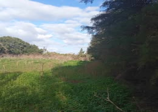 🌿 Terrain 1021 m² à Rafraf – Bizerte - Bien immobilier à {"id":4,"country_id":219,"name":"BIZERTE","slug":"bizerte"} - Image 3 - Agence Immobilière Maison Plus Elite