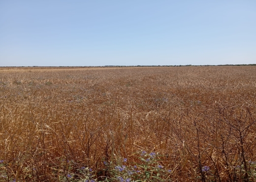 Terrain de 3600 m² à Ariana - Bien immobilier à {"id":1,"country_id":219,"name":"ARIANA","slug":"ariana"} - Agence Immobilière immo\'in