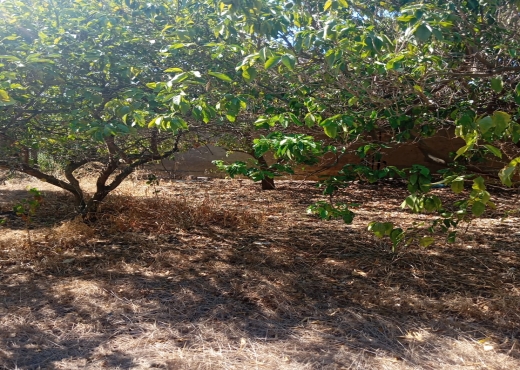 Ferme à vendre à Menzel Bourguiba, Bizerte 🏡 - Bien immobilier à {"id":4,"country_id":219,"name":"BIZERTE","slug":"bizerte"} - Image 3 - Agence Immobilière Maison Plus Elite