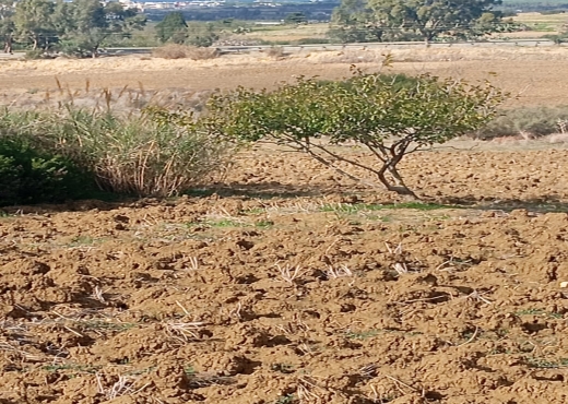 Terrain agricole, Route Ras Jebel ↔ Rafraf - Bien immobilier à {"id":4,"country_id":219,"name":"BIZERTE","slug":"bizerte"} - Image 3 - Agence Immobilière Maison Plus Elite