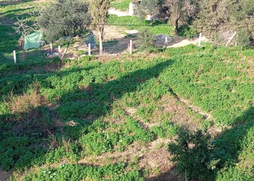 Ferme à vendre à Ras Jebel – Bizerte ! 🏡 - Bien immobilier à {"id":4,"country_id":219,"name":"BIZERTE","slug":"bizerte"} - Image 3 - Agence Immobilière Maison Plus Elite