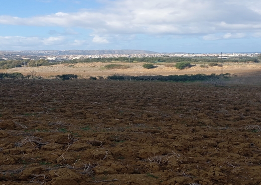 Terrain agricole, Route Ras Jebel ↔ Rafraf - Bien immobilier à {"id":4,"country_id":219,"name":"BIZERTE","slug":"bizerte"} - Image 4 - Agence Immobilière Maison Plus Elite