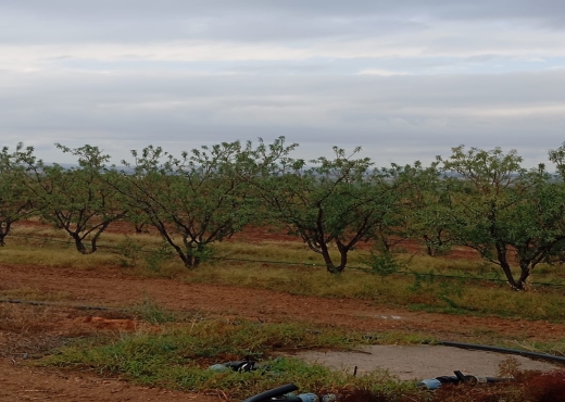 🚜 Terrain productif avec bâtiments - Bien immobilier à {"id":13,"country_id":219,"name":"MANOUBA","slug":"manouba"} - Image 4 - Agence Immobilière Maison Plus Elite