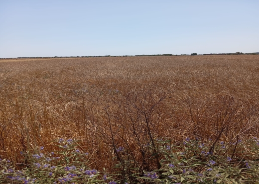 Terrain de 3600 m² à Ariana - Bien immobilier à {"id":1,"country_id":219,"name":"ARIANA","slug":"ariana"} - Image 3 - Agence Immobilière Maison Plus Elite