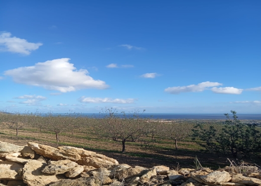 🔥 À vendre : Terrain à Béjou – Ghar El Melh - Bien immobilier à {"id":4,"country_id":219,"name":"BIZERTE","slug":"bizerte"} - Image 3 - Agence Immobilière Maison Plus Elite