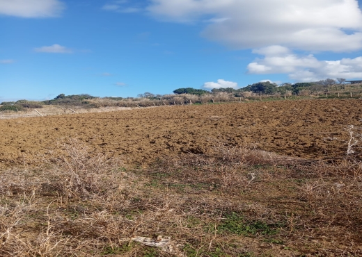 📍🌿 Terrain 2329 m² à Béjou – Ghar El Melh - Bien immobilier à {"id":4,"country_id":219,"name":"BIZERTE","slug":"bizerte"} - Agence Immobilière immo\'in