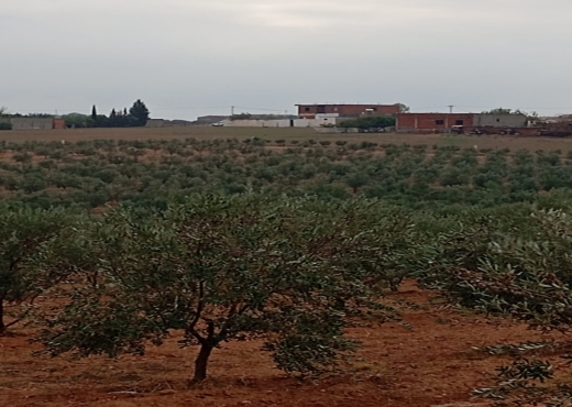 🚜 Terrain productif avec bâtiments - Bien immobilier à {"id":13,"country_id":219,"name":"MANOUBA","slug":"manouba"} - Image 2 - Agence Immobilière Maison Plus Elite