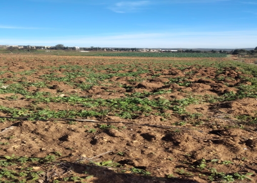 Terrain agricole constructible à Ghar El Melh - Bien immobilier à {"id":4,"country_id":219,"name":"BIZERTE","slug":"bizerte"} - Image 3 - Agence Immobilière Maison Plus Elite