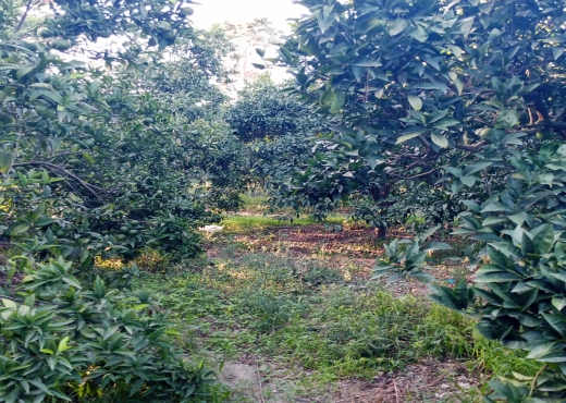 Terrain agricole de 1005 m² à Ras Jebel - Bien immobilier à {"id":4,"country_id":219,"name":"BIZERTE","slug":"bizerte"} - Image 3 - Agence Immobilière Maison Plus Elite